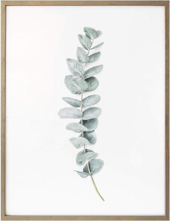 Produktbild Trenddeko Eukalyptus: Ein Zweig (50 x 60 cm)