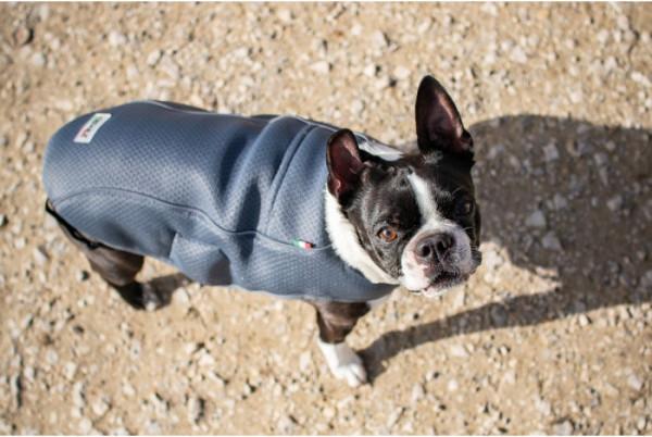 Actual product image Chiara Frozy (M, Dog coat)