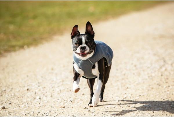 Actual product image Chiara Frozy (M, Dog coat)