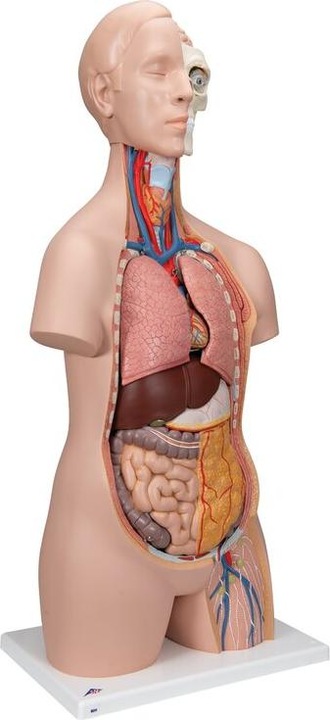 Produktbild 3B Scientific Standard Torso Modell, geschlechtsneutral, 12-teilig