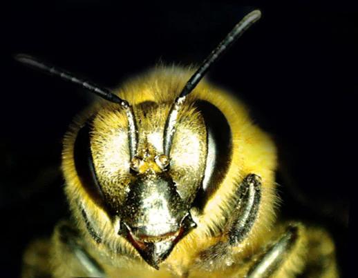 Actual product image Celestron Microdirect 1080p 220x Digital Microscope