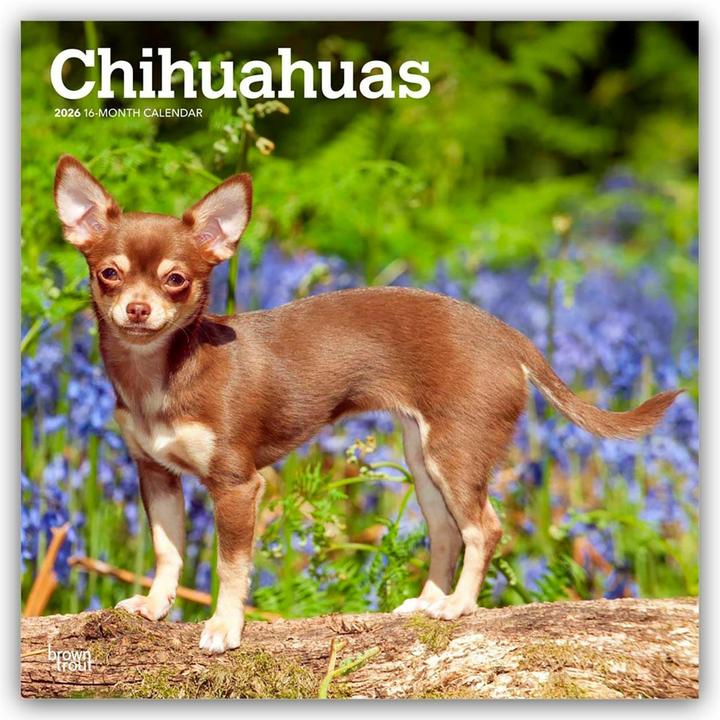 Produktbild Chihuahuas 2026 - 16-Monatskalender
