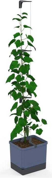 Actual product image Gusta Garden CURT CUCUMBER Gurkentopf Blau (28.70 cm, 33.50 cm)