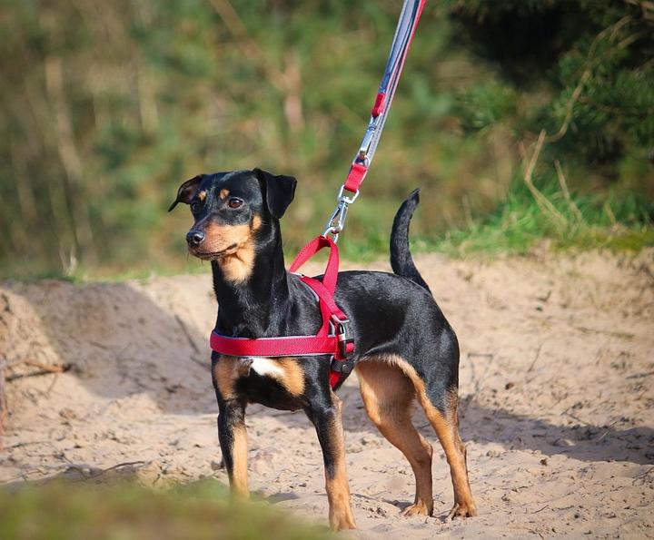 Produktbild Nobby Norwegergeschirr Classic Preno Royal (M, L, Hund, Hundesport)