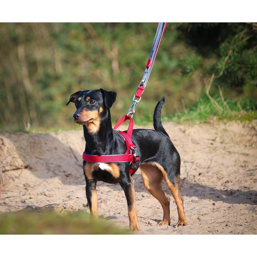 Thumbnail - Nobby Norwegergeschirr Classic Preno Royal (S, M, Hund, Hundesport), Halsband + Leine