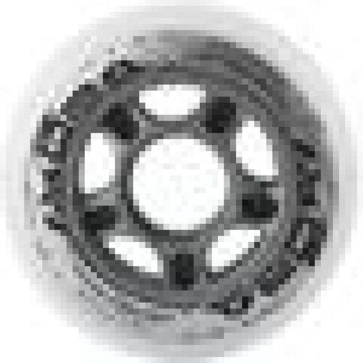 Actual product image Nils PU 76x24 82A WHITE ROLLERS (4 pcs.) EXTREME (76 mm, 82a)