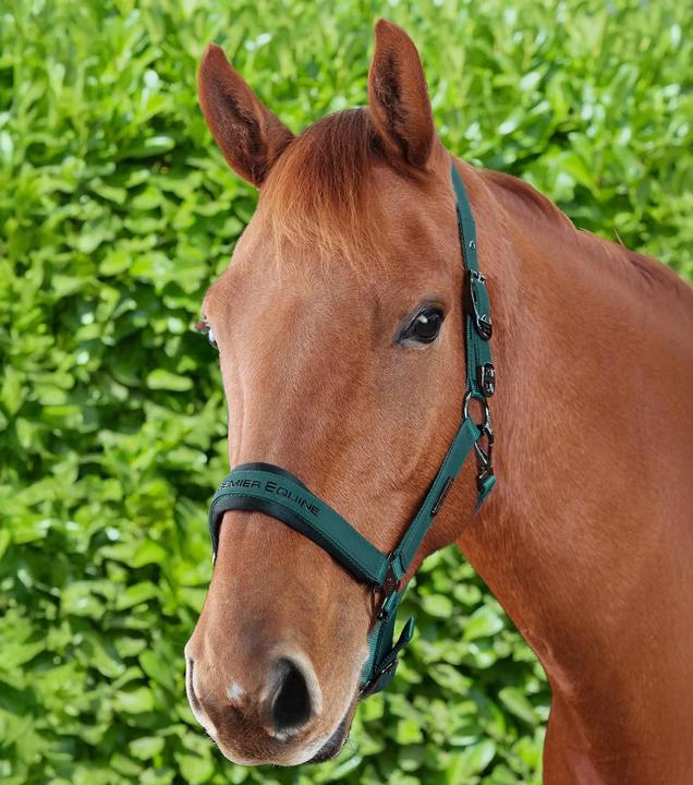Actual product image Premier Equine Duco
