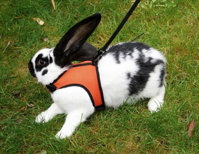 Actual product image Kerbl Rodent Harness Sport