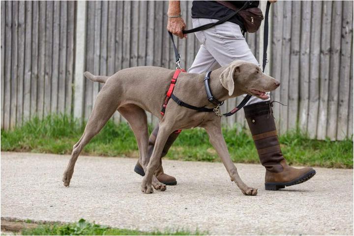 Produktbild Company of Animals Halti Antizug L Front Control (L, Hund, Spazieren)