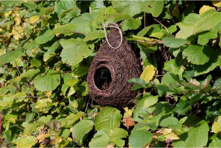 Image du produit Wildlife World Nid d'oiseau Gorgebleue à miroir