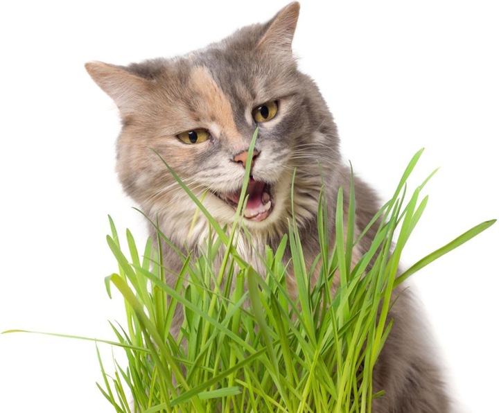 Actual product image Plant in a Box Cyperus zumula - Set of 6 Cyprus Grass (30 cm)