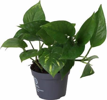 Plantlovers Epipremnum Aureum (Goldene Efeutute) (25 cm)