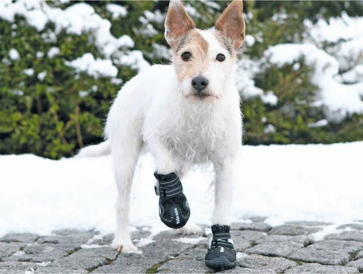 Produktbild Trixie Pfotenschutz Walker Active (M, S, Hundeschuhe)