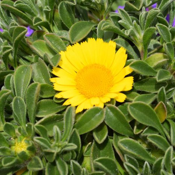 Produktbild Säntispracht 4 er Set, Der kriechende Goldtaler - Asteriscus maritimus Aurelia Gold (15 cm)