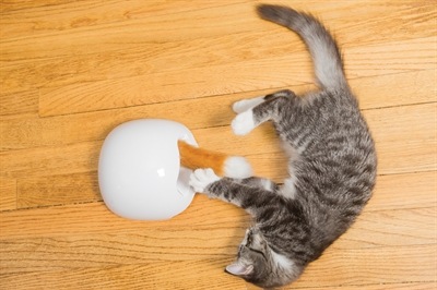 Image du produit PetSafe Jouet casse-tête terrier du renard automatique pour chats FroliCat®