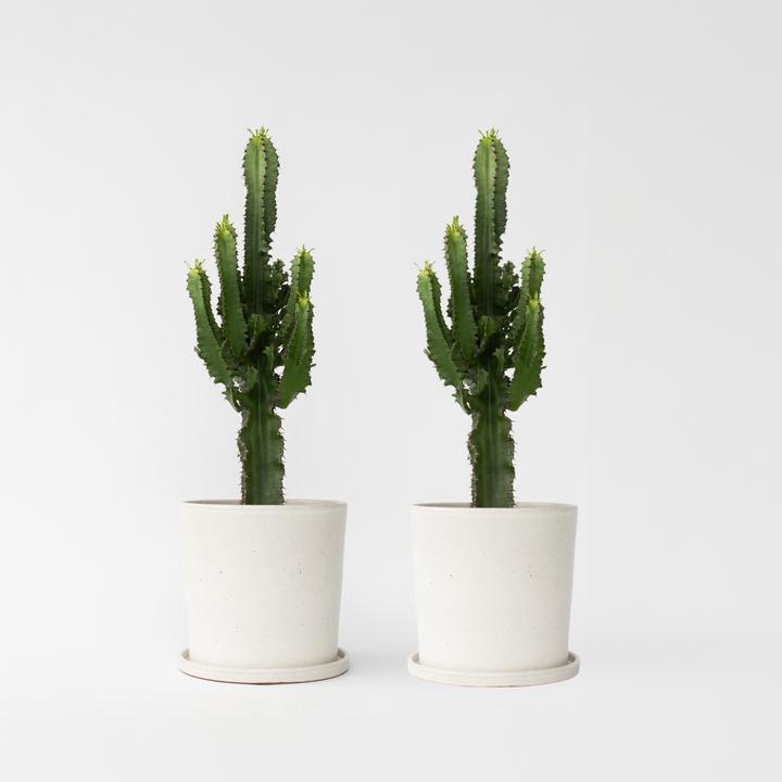 Produktbild Plant in a Box Euphorbia ingens - 2er Set Kandelaber Euphorbie Kaktus (50 cm)