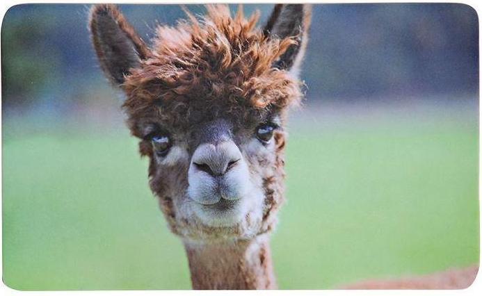 Image du produit Kesper Frühstücksbrettchen Alpaka