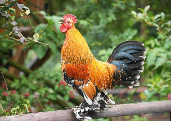 Produktbild Postkartenblock Hühner (1 Stk.)