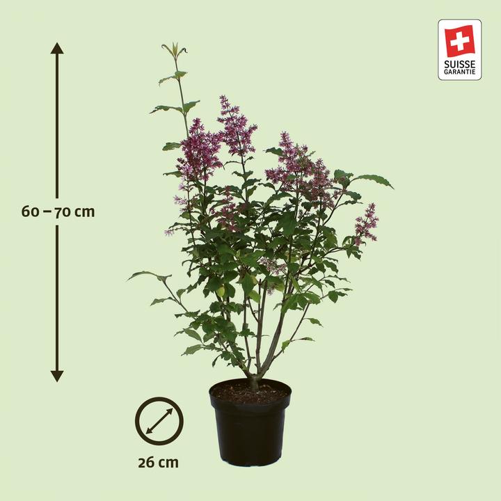 Image du produit Zulauf Lilas (70 cm)