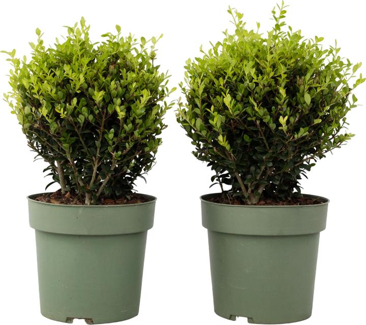 Plant in a Box Ilex crenata 'Jenny' - 2er-Set Japanische Stechpalme (30 cm)