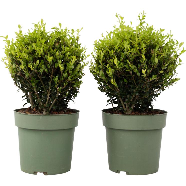 Thumbnail - Plant in a Box, Pflanzen, Ilex crenata 'Jenny' - 2er-Set Japanische Stechpalme (30 cm)