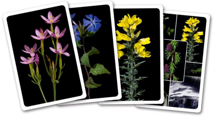 Produktbild Heilen mit Bachblüten. Das Kartenset (Deutsch, Anna E. Röcker, 2024)