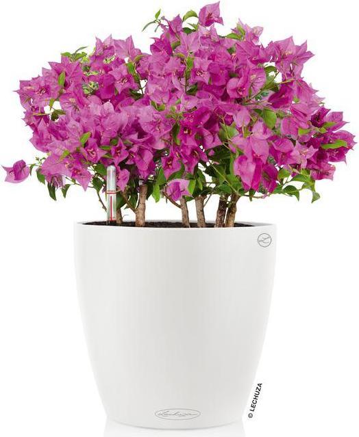 Actual product image Lechuza Classico (28.50 cm)