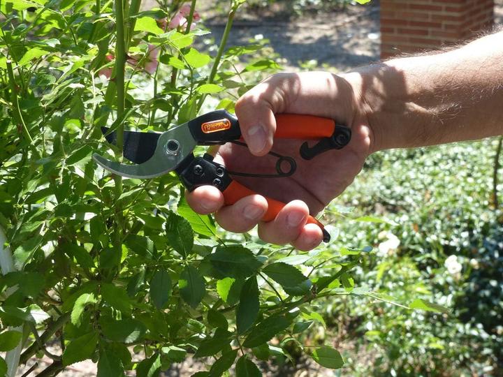 Produktbild Garten Primus Damengartenschere "Königin der Rosen"