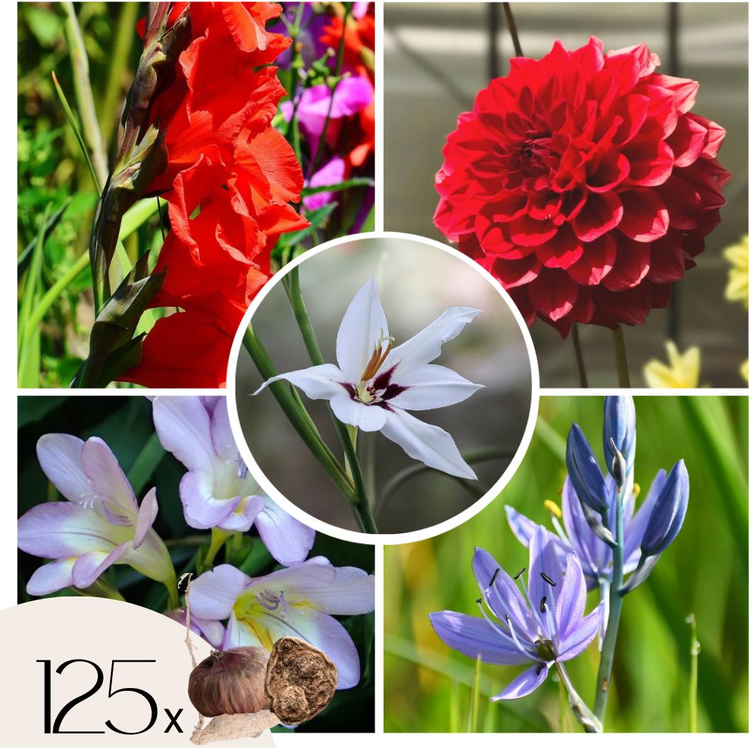 Thumbnail - Plant in a Box, Pflanzen, Gladiolus grootbloem Rood (Traderhorn) Gladiolus Call. Acidantera Triteleia Corrina Dahlia Dec...