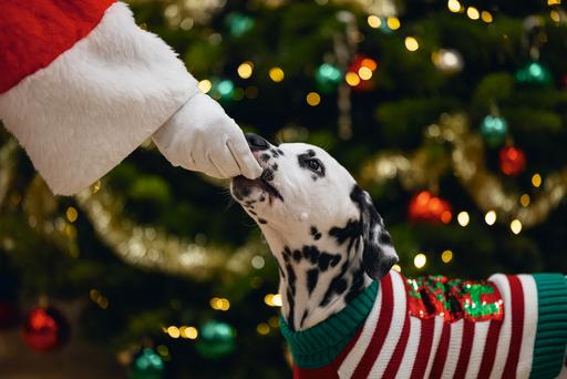 Produktbild Beeztees Hohoho (M, Hundepullover)