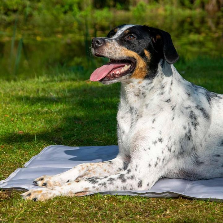 Image du produit Dobar Tapis de refroidissement (Chien)