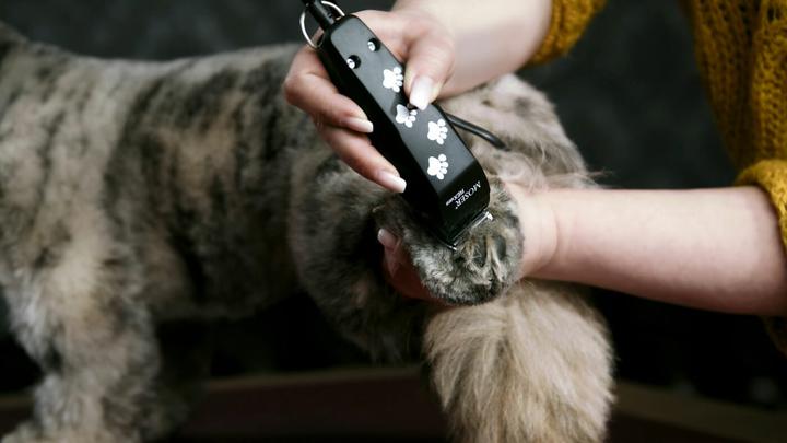 Actual product image Moser Rex Mini (Dog, Cat)