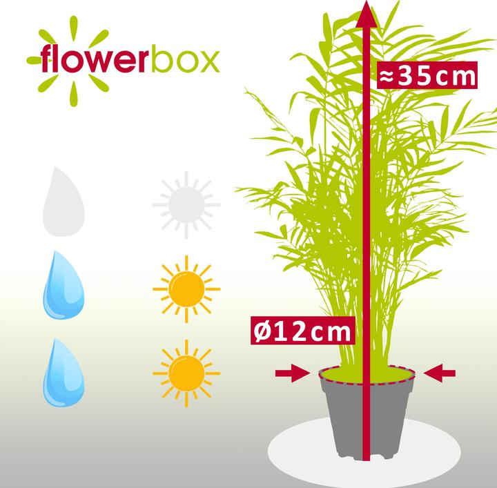 Immagine prodotto Flowerbox Palma di montagna - Chamaedorea elegans (35 cm)
