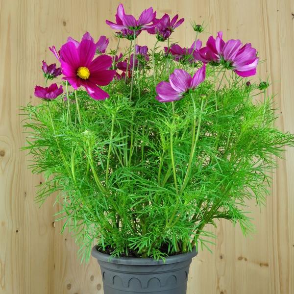 Immagine prodotto Säntispracht Il Cosme, il nostro successo estivo a lunga fioritura - Cosmos bipinnatus 'Sonata Carmin'. (80 cm)