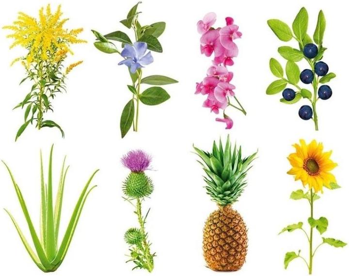 Produktbild Click and Grow Experimental Kit (Samenbomben)