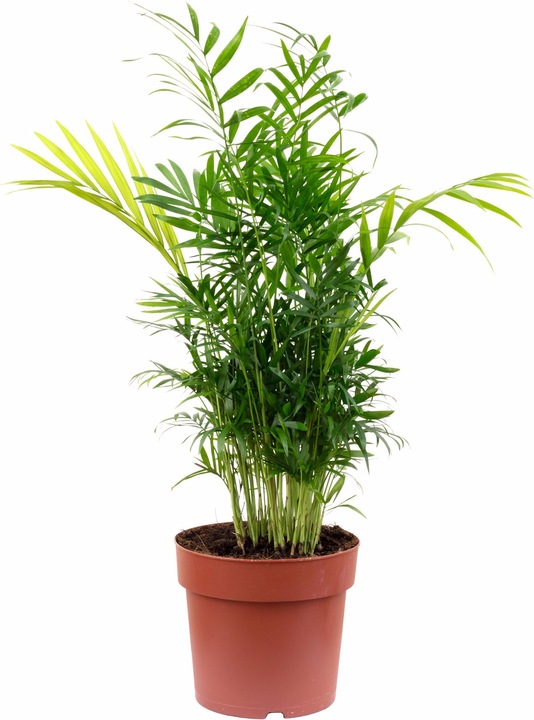 Actual product image Flowerbox Mountain palm - Chamaedorea elegans (55 cm)