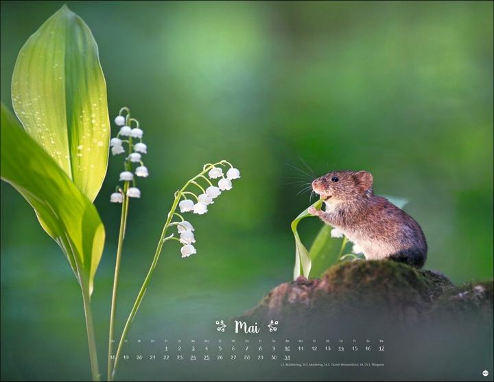 Produktbild Vadim Trunov: Märchenhaftes Waldleben Posterkalender 2026 (44 x 34 cm)