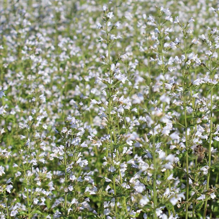 Produktbild Zulauf Calamintha nepeta / Steinquendel (20 cm)