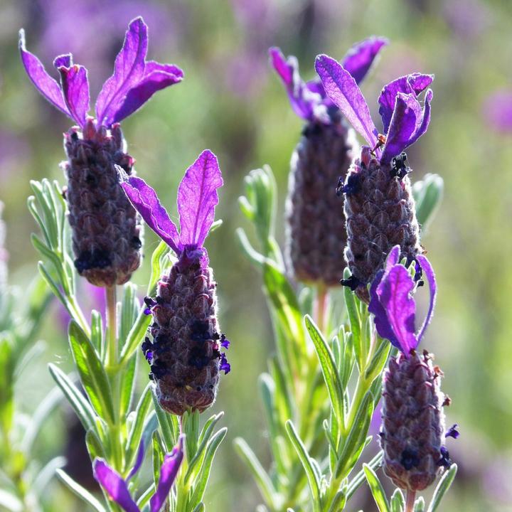 Produktbild Plant in a Box Lavandula stoechas 'Anouk' - Lavendelbaum (25 cm)