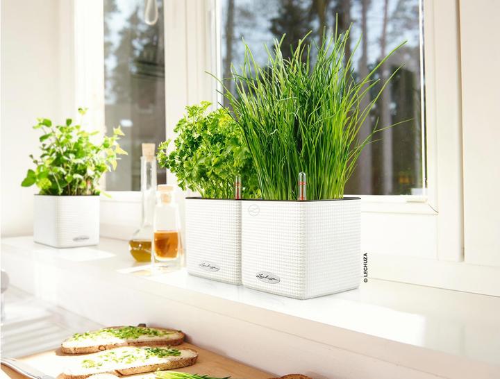 Produktbild Lechuza Cube (14 x 14 x 13.50 cm)