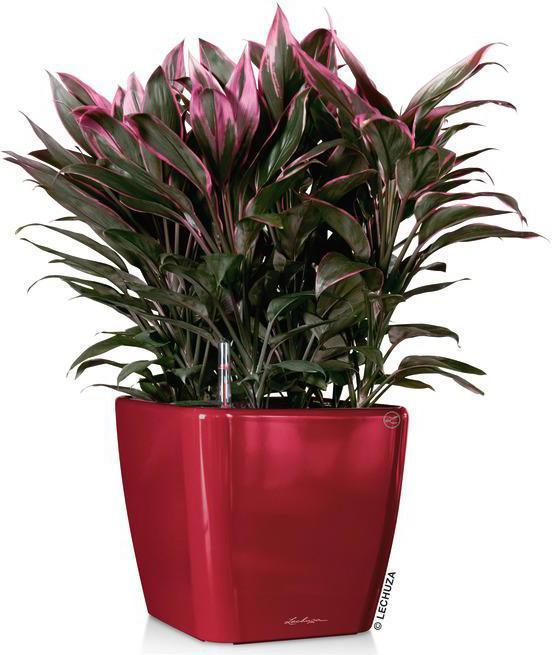 Produktbild Lechuza Quadro LS (35.50 x 35.50 x 32.50 cm)