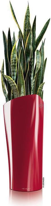 Scarlet Rot Hochglanz