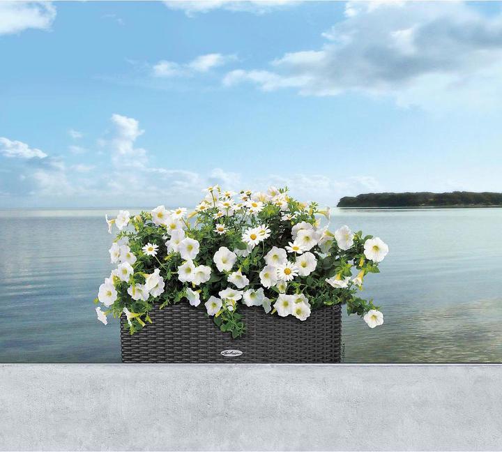 Actual product image Lechuza Balconera Cottage (19 cm)