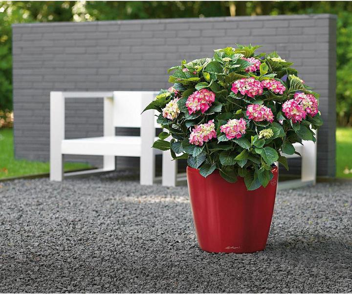 Produktbild Lechuza Classico (22 cm)
