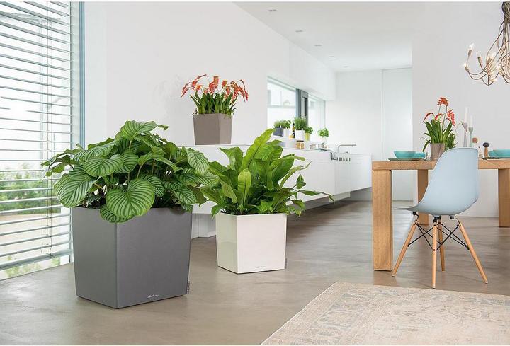 Productafbeelding Lechuza Kubus (39 x 39 x 40 cm)