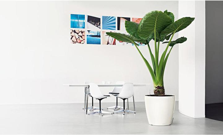 Produktbild Lechuza Classico (22 cm)