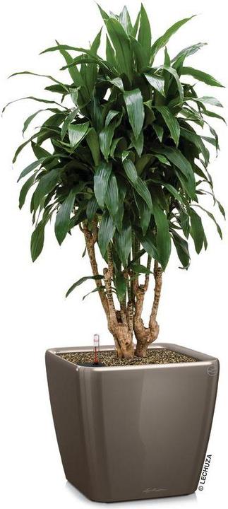 Immagine prodotto Lechuza Quadro LS (28 x 28 x 26 cm)