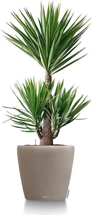 Produktbild Lechuza Classico Color 70 (68 x 65 cm)