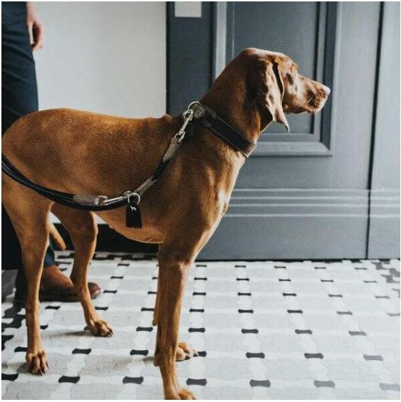 Image du produit Hunter Laisse réglable Round & Soft Hunting, noir S (S, Chien)