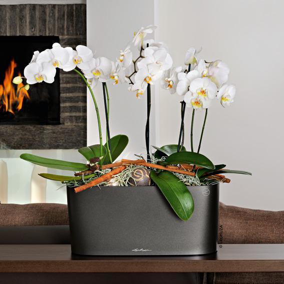 Produktbild Lechuza Delta (40 x 15 x 18 cm)